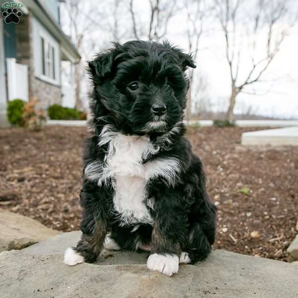 Sweetie, Shih-Poo Puppy